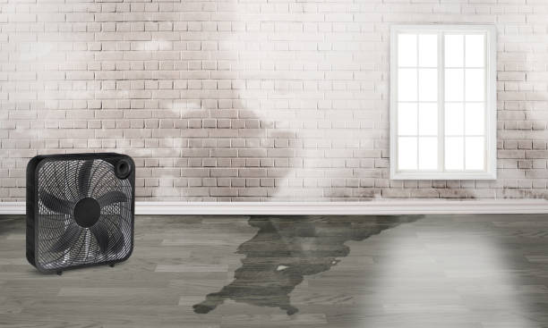 Best Water damage contractors near me  in Westwood Shores, TX